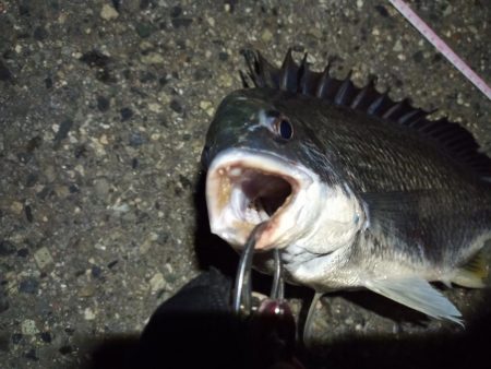 2022/04/10 南港ライトゲーム釣行