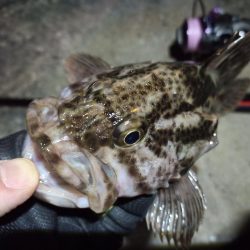 2022/04/11 南港ライトゲーム釣行