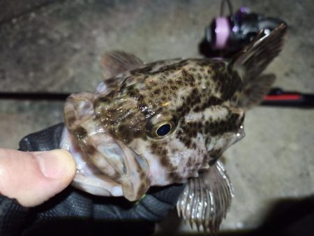 2022/04/11 南港ライトゲーム釣行