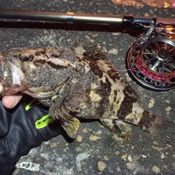 2022/04/17 南港ヘチ釣り釣行