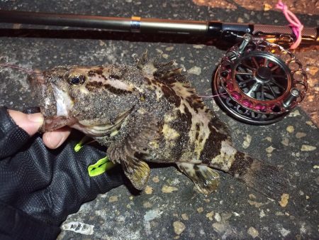 2022/04/17 南港ヘチ釣り釣行