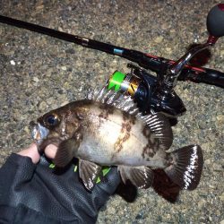 2022/04/18 南港ライトゲーム釣行