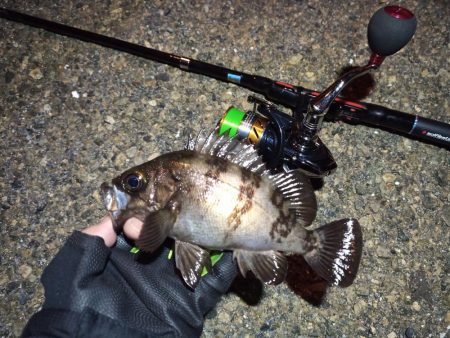 2022/04/18 南港ライトゲーム釣行