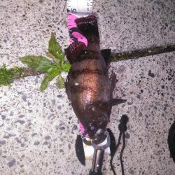 根魚コンプリート！