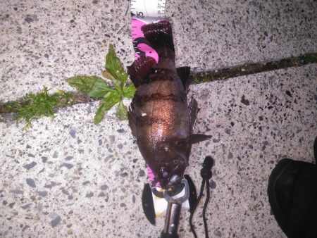 根魚コンプリート！