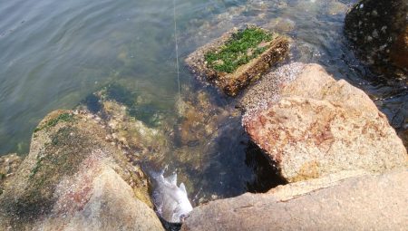 ロックフィシュゲーム