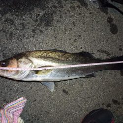 2022/04/20 南港ヘチ釣り釣行