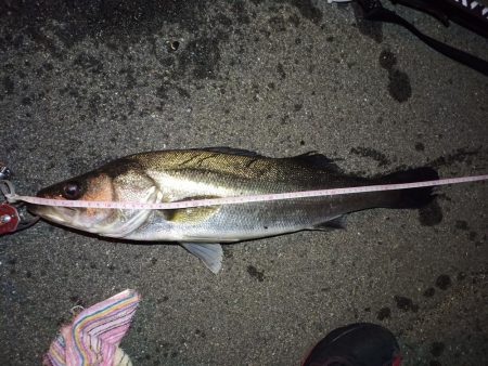 2022/04/20 南港ヘチ釣り釣行