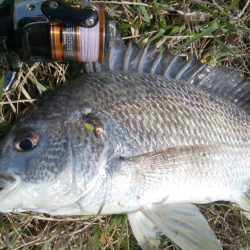 チニング!!カニさん