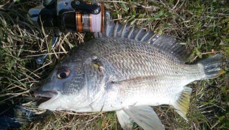 チニング!!カニさん
