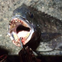 2022/04/22 南港ヘチ釣り釣行