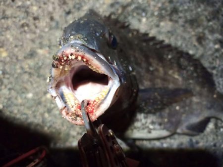 2022/04/22 南港ヘチ釣り釣行