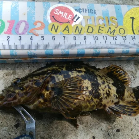 【ふぉーる虫】最強