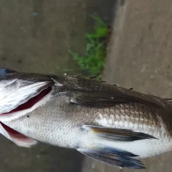 のっこみチヌさま登場されました(◕ᴗ◕✿)