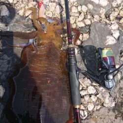 (対馬)墨族使用投稿①