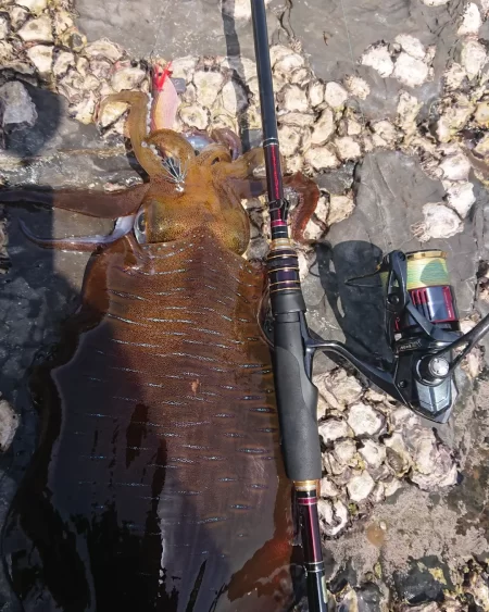 (対馬)墨族使用投稿①