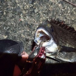 2022/04/25 南港ヘチ釣り釣行