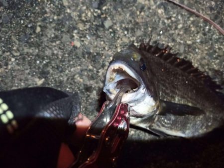 2022/04/25 南港ヘチ釣り釣行