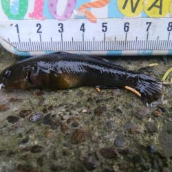 色々な魚が釣れました(^^)