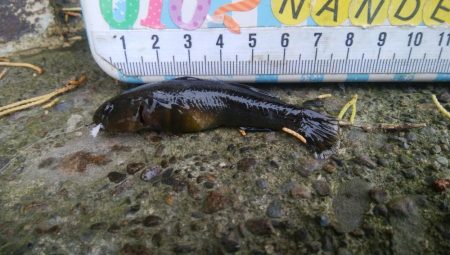 色々な魚が釣れました(^^)