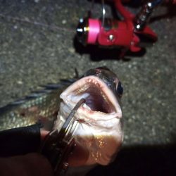 2022/04/27 南港ライトゲーム釣行