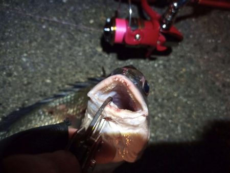 2022/04/27 南港ライトゲーム釣行