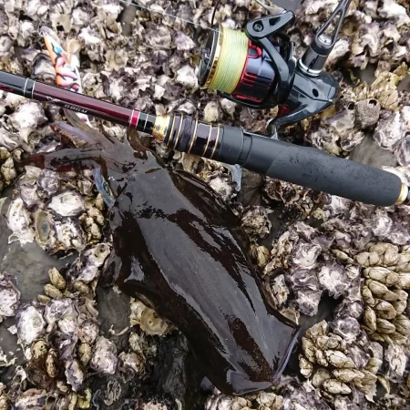 (対馬)墨族釣果投稿②