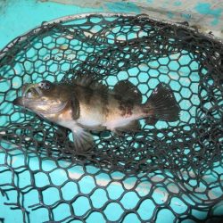 ２度目のボートメバル！