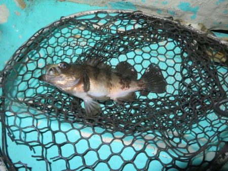 ２度目のボートメバル！