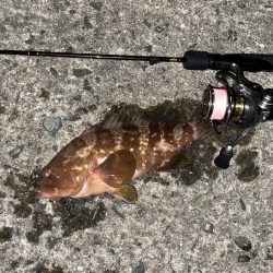 ライトワインド&アジング釣行　たまや渡船さん！