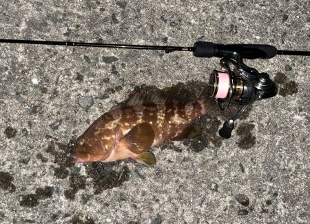 ライトワインド&アジング釣行　たまや渡船さん！