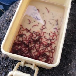 大同川モロコ９４匹自己ベスト