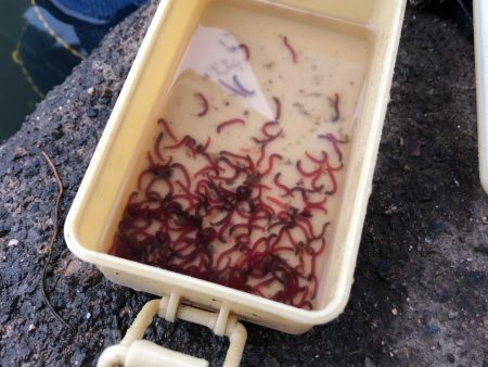 大同川モロコ９４匹自己ベスト