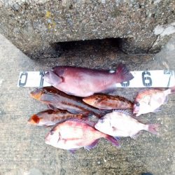 アブラメ三連発