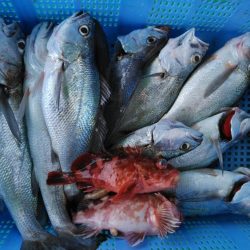 泉州丸 釣果