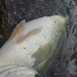 風が吹いたら・・・