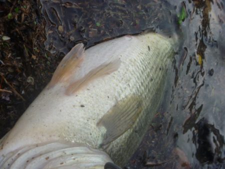 風が吹いたら・・・