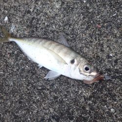 良型アジの回遊も確認! たまや渡船半夜便でライトワインド