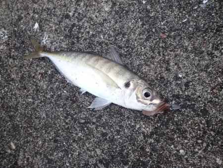 良型アジの回遊も確認! たまや渡船半夜便でライトワインド