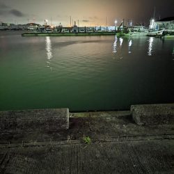 メバルプラッキング