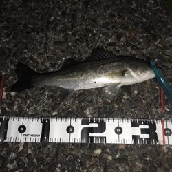 食い意地があるチビーバス