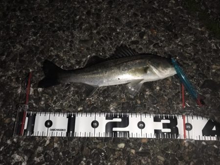 食い意地があるチビーバス