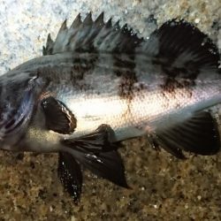 久しぶりの良形！