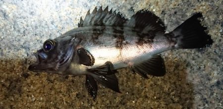 久しぶりの良形！