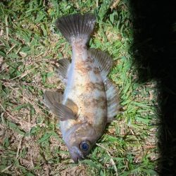 アジングのはずが