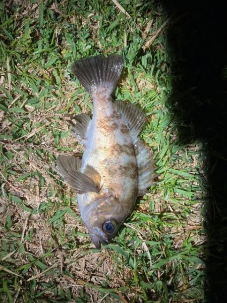 アジングのはずが