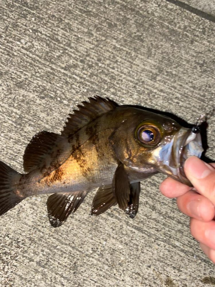 メバルちらほら