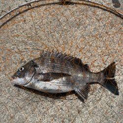 足元フカセで、のっこみチヌ！