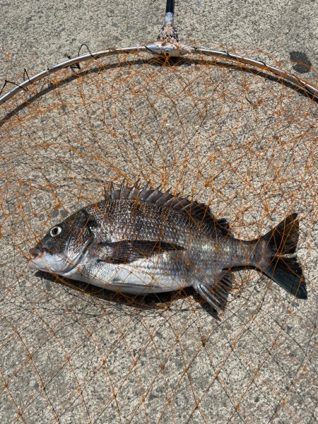 足元フカセで、のっこみチヌ！