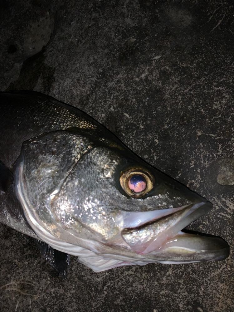 春アオリのはずが⁉️